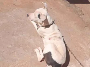 Cachorro raça Pit-Bull idade 7 a 11 meses nome Luna