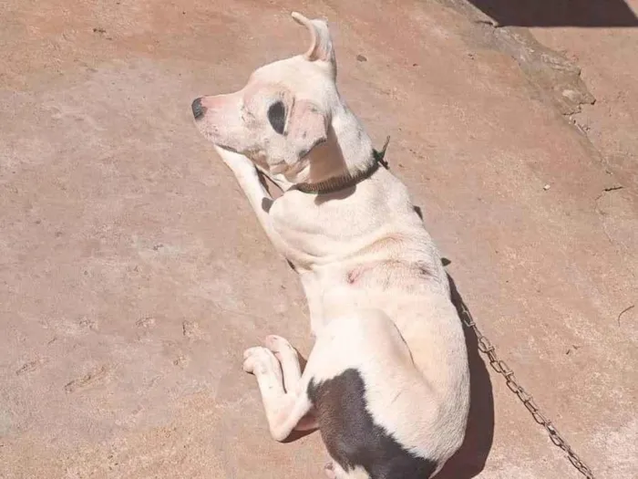 Cachorro ra a Pit-Bull idade 7 a 11 meses nome Luna