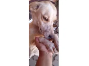Cachorro raça SRD-ViraLata idade 7 a 11 meses nome Belinha 