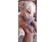 Belinha