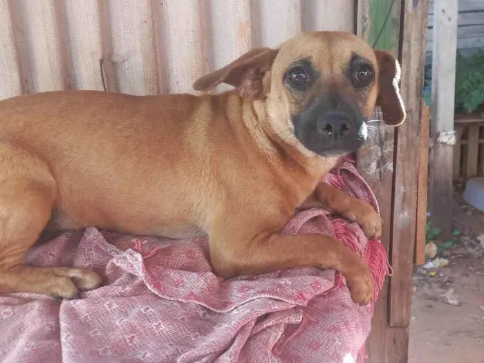 Cachorro ra a SRD-ViraLata idade 7 a 11 meses nome Pimpão 