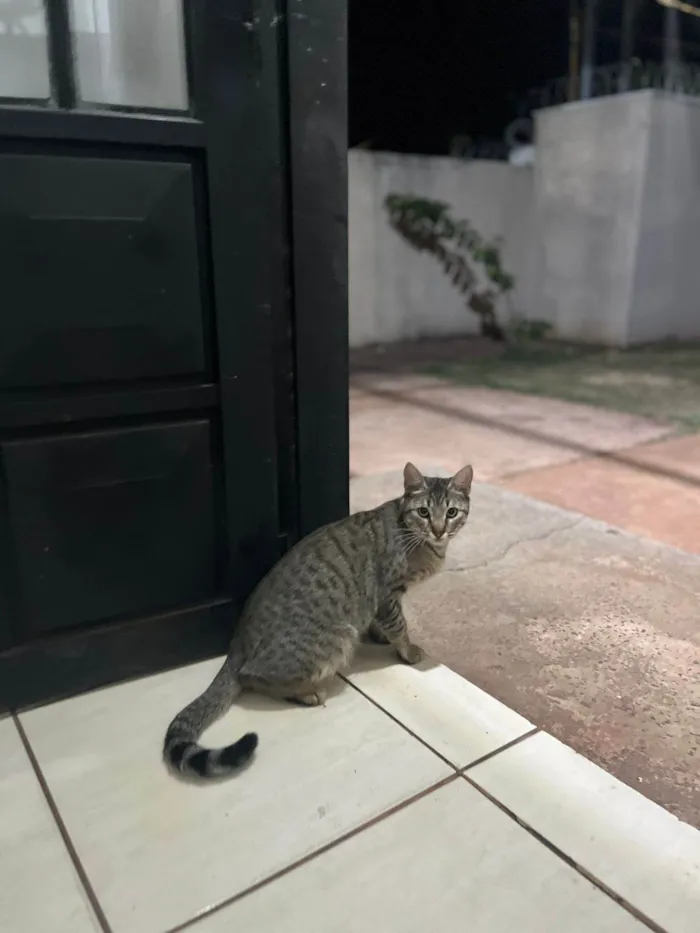 Gato ra a SRD-ViraLata idade 7 a 11 meses nome sem nome