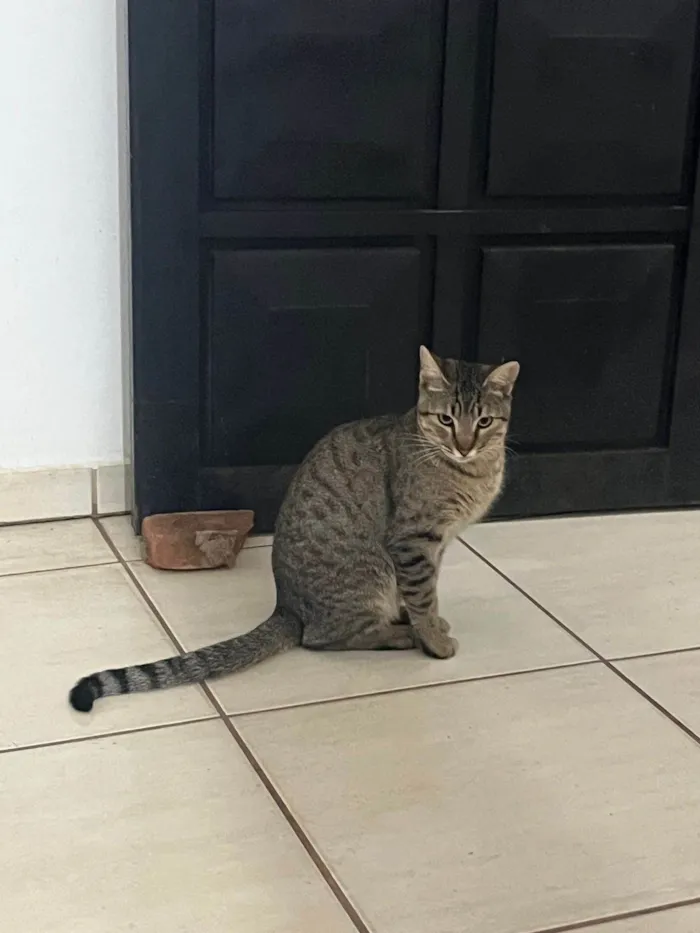 Gato ra a SRD-ViraLata idade 7 a 11 meses nome sem nome
