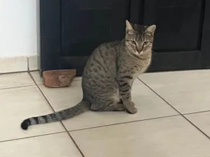 Gato raça SRD-ViraLata idade 7 a 11 meses nome sem nome
