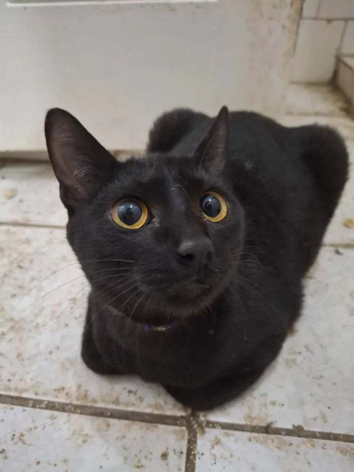Gato ra a SRD-ViraLata idade 7 a 11 meses nome Feijão 