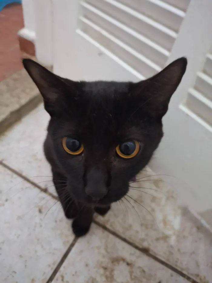 Gato ra a SRD-ViraLata idade 7 a 11 meses nome Feijão 