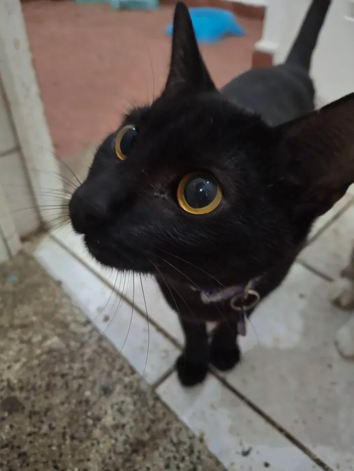 Gato ra a SRD-ViraLata idade 7 a 11 meses nome Feijão 