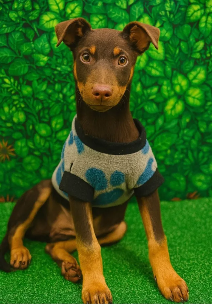 Cachorro ra a SRD-ViraLata idade 2 a 6 meses nome Nescau