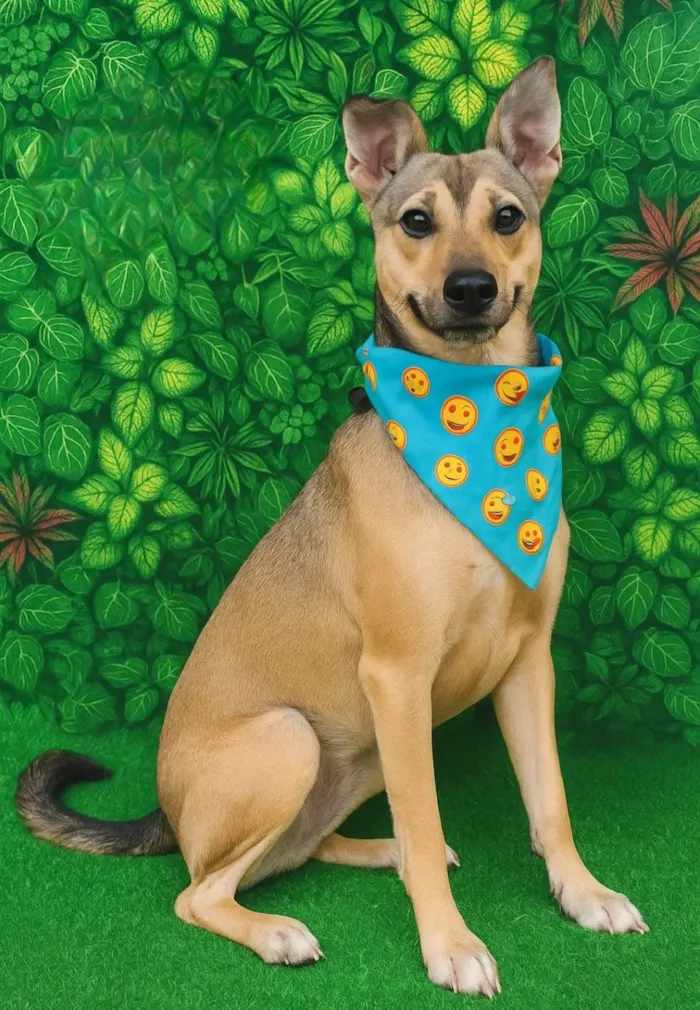 Cachorro ra a SRD-ViraLata idade 2 anos nome Zeca
