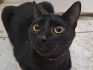 Gato raça SRD-ViraLata idade 7 a 11 meses nome Feijão 