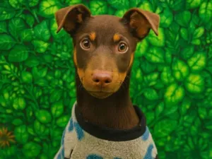 Cachorro raça SRD-ViraLata idade 2 a 6 meses nome Nescau