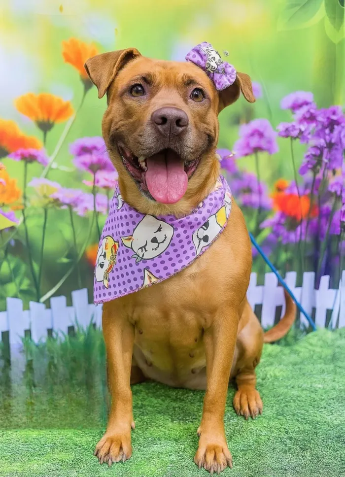 Cachorro ra a Pit-Bull idade 4 anos nome Nina