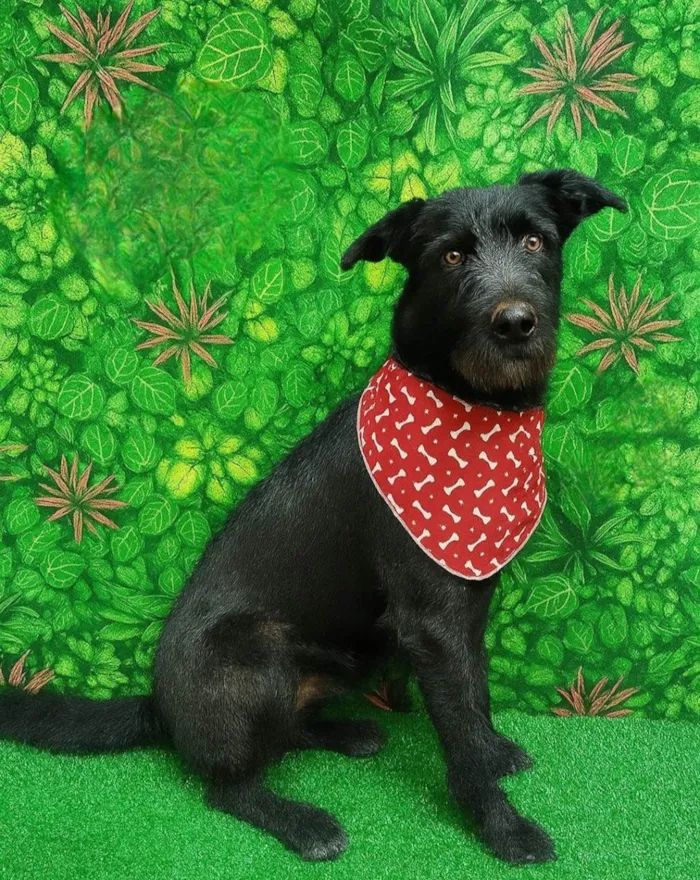 Cachorro ra a SRD-ViraLata idade 2 anos nome Scooby