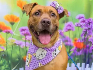 Cachorro raça Pit-Bull idade 4 anos nome Nina
