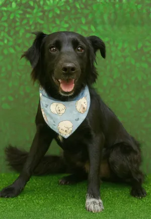 Cachorro raça SRD-ViraLata idade 2 anos nome Half