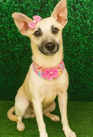 Cachorro raça SRD-ViraLata idade 2 anos nome Coly