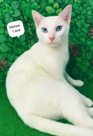 Gato raça SRD-ViraLata idade 1 ano nome Branca