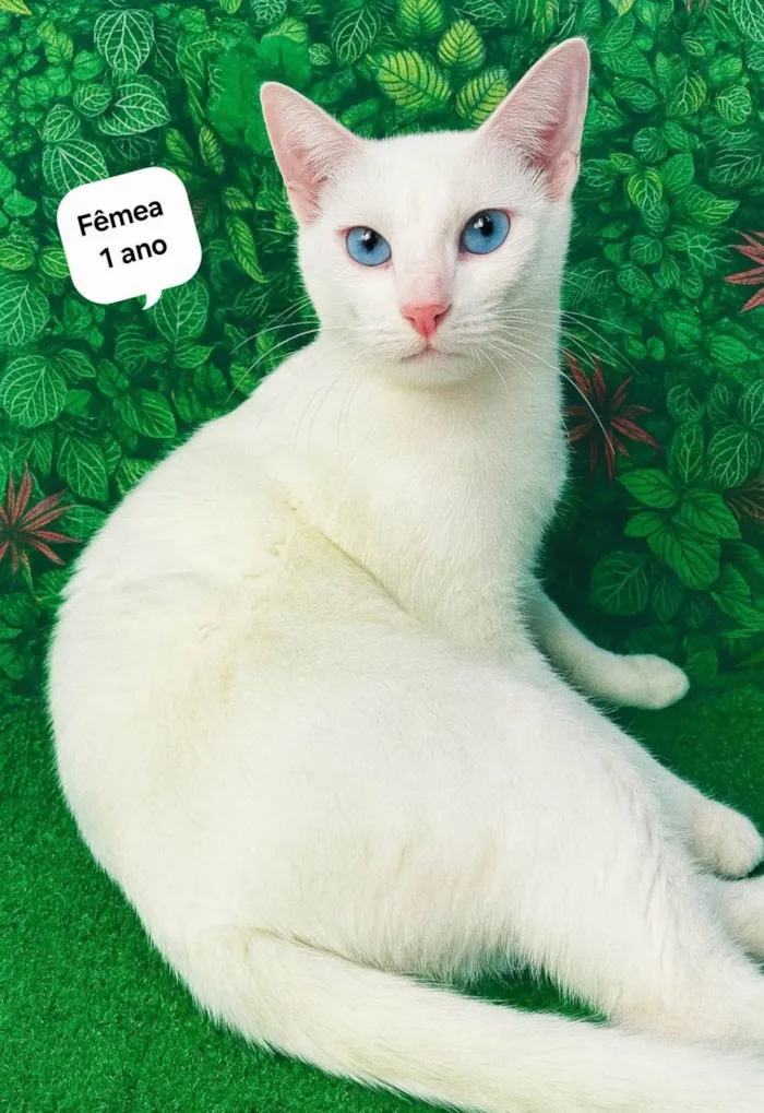 Gato ra a SRD-ViraLata idade 1 ano nome Branca