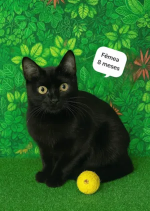 Gato raça SRD-ViraLata idade 7 a 11 meses nome Preta