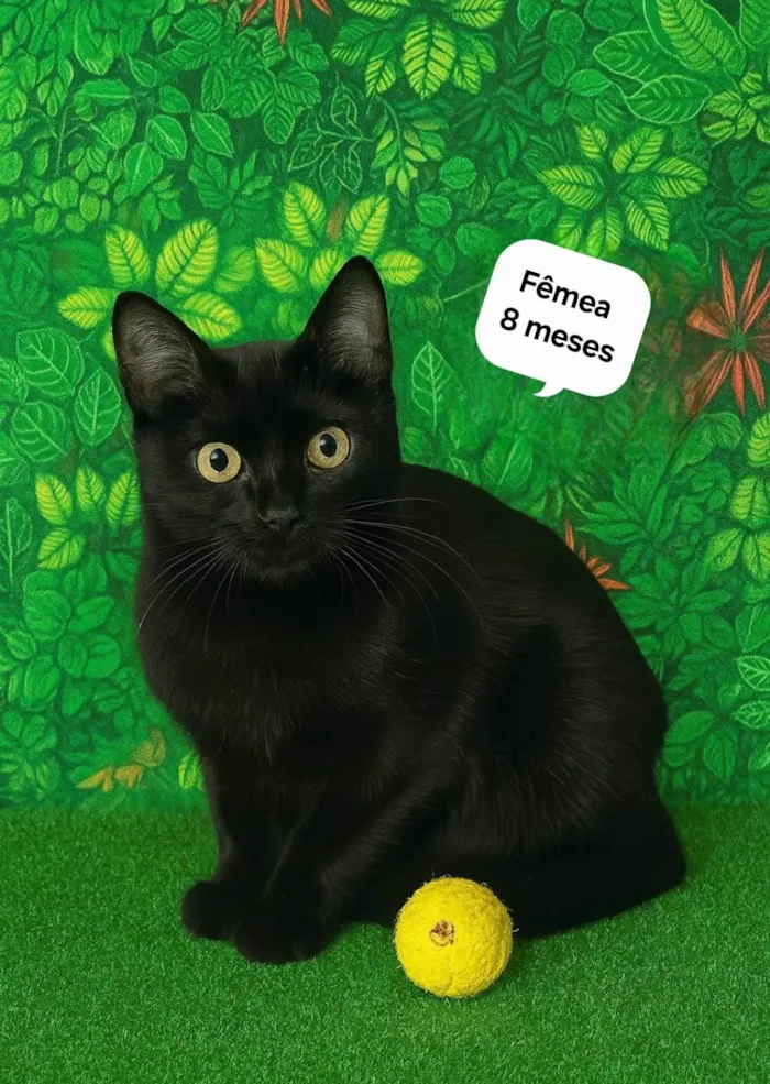 Gato ra a SRD-ViraLata idade 7 a 11 meses nome Preta