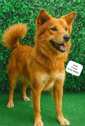 Cachorro raça SRD-ViraLata idade 2 anos nome Lessi