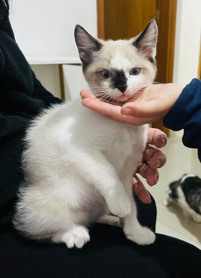 Gato ra a Siamês idade Abaixo de 2 meses nome Gatinha 