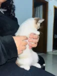 Gatinha