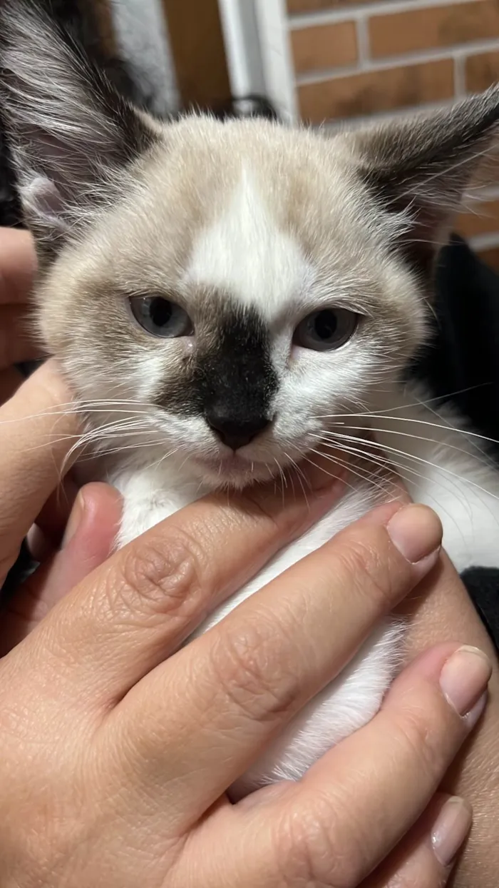 Gato ra a Siamês idade Abaixo de 2 meses nome Gatinha 