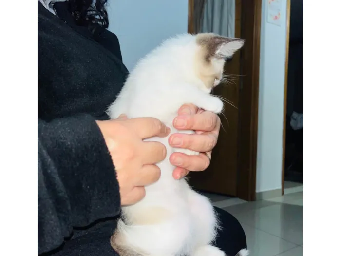 Gato ra a Siamês idade Abaixo de 2 meses nome Gatinha 