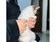 Gatinha