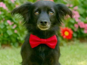 Cachorro raça SRD-ViraLata idade 4 anos nome Chimbica