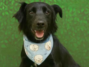 Cachorro raça SRD-ViraLata idade 2 anos nome Half
