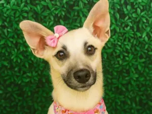 Cachorro raça SRD-ViraLata idade 2 anos nome Coly