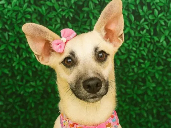 Cachorro ra a SRD-ViraLata idade 2 anos nome Coly