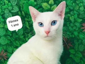 Gato raça SRD-ViraLata idade 1 ano nome Branca