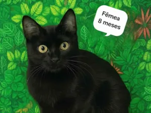 Gato raça SRD-ViraLata idade 7 a 11 meses nome Preta