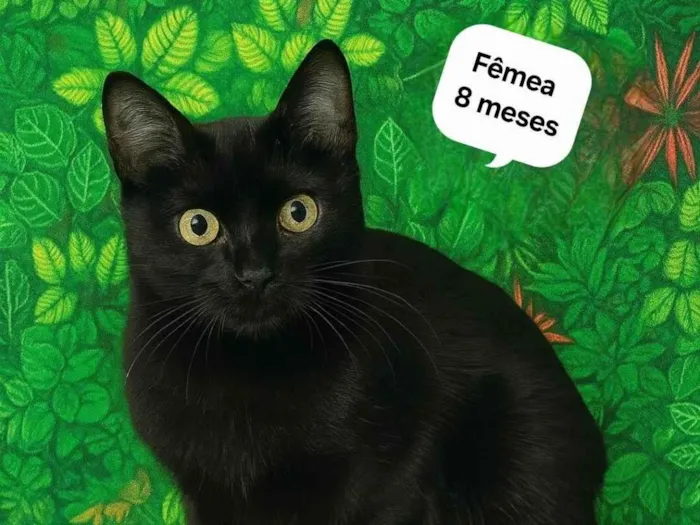Gato ra a SRD-ViraLata idade 7 a 11 meses nome Preta