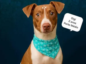 Cachorro raça SRD-ViraLata idade 2 anos nome Gigi
