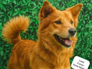 Cachorro raça SRD-ViraLata idade 2 anos nome Lessi