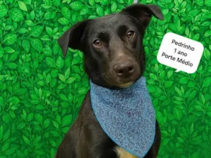 Cachorro raça SRD-ViraLata idade 2 anos nome Pedrinho 