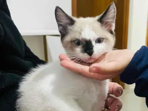 Gato raça Siamês idade Abaixo de 2 meses nome Gatinha 