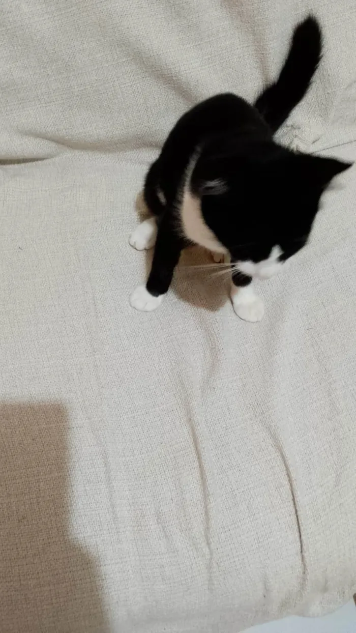 Gato ra a SRD-ViraLata idade 2 a 6 meses nome Sem nome 