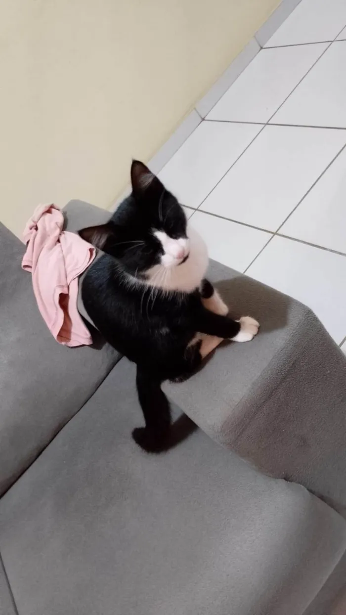 Gato ra a SRD-ViraLata idade 2 a 6 meses nome Josefa 