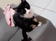 Josefa 