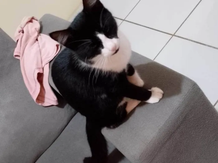 Gato ra a SRD-ViraLata idade 2 a 6 meses nome Josefa 