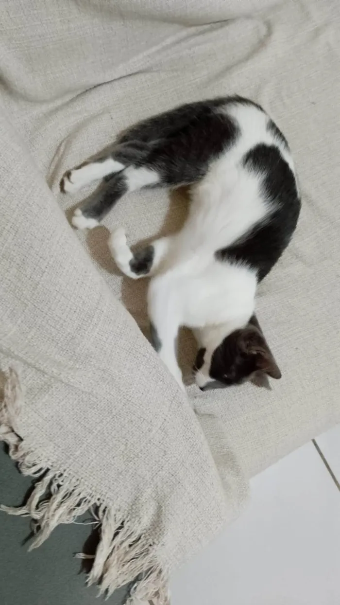 Gato ra a SRD-ViraLata idade 2 a 6 meses nome Sem nome 