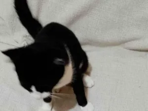 Gato raça SRD-ViraLata idade 2 a 6 meses nome Sem nome 