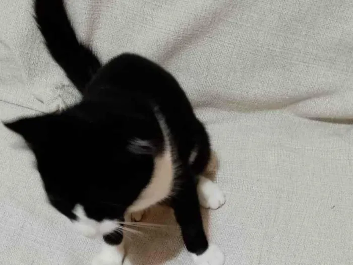 Gato ra a SRD-ViraLata idade 2 a 6 meses nome Sem nome 