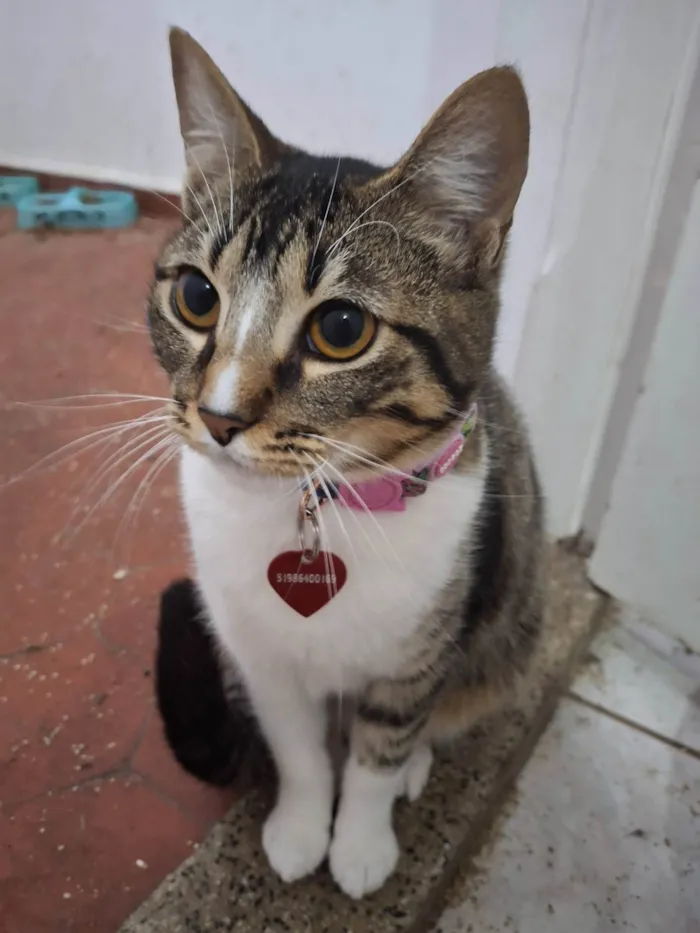 Gato ra a SRD-ViraLata idade 2 a 6 meses nome Kasumi
