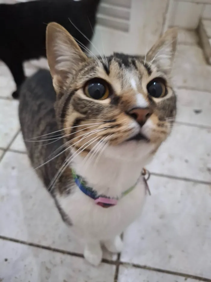 Gato ra a SRD-ViraLata idade 2 a 6 meses nome Kasumi